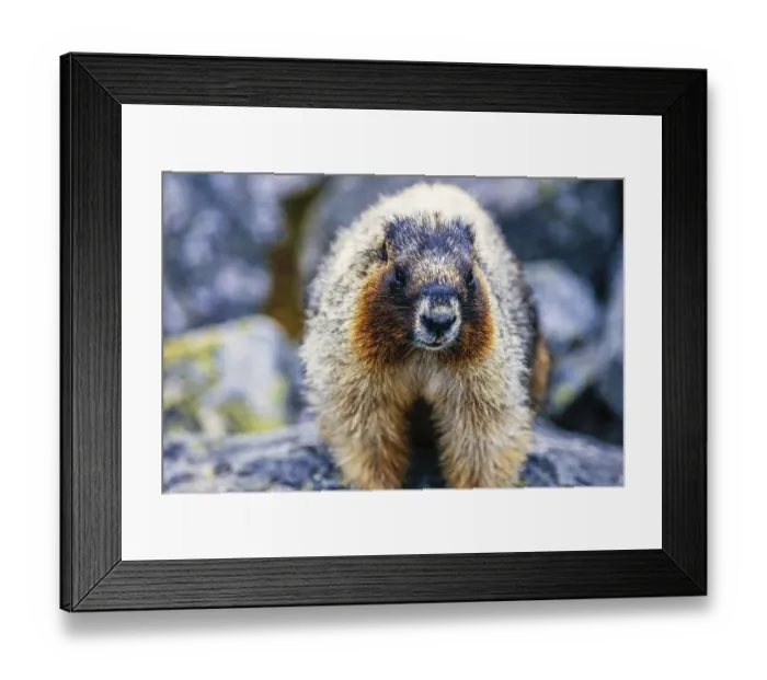 Framed Print : Close up at an Hoary marmot (Marmota caligata) in the rocky mountains