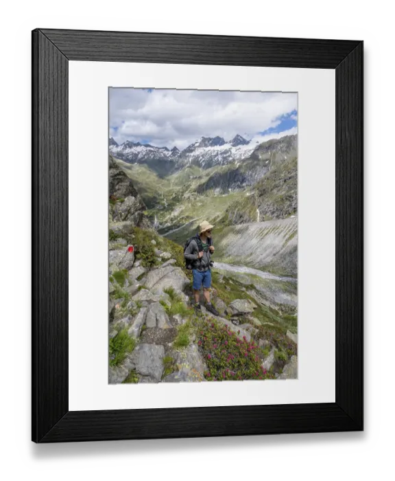 Framed Print : Mountaineer on hiking trail in front of picturesque mountain landscape with blooming alpine roses