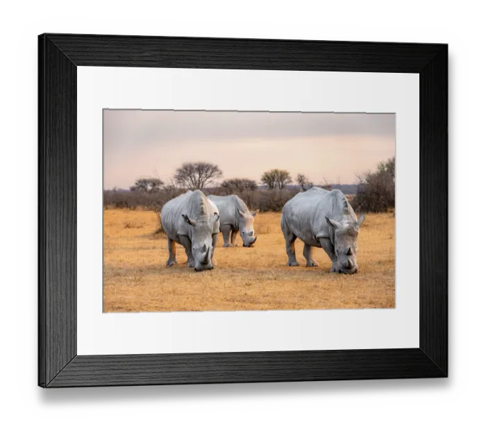 Framed Print : Southern white rhinoceros (Ceratotherium simum simum)