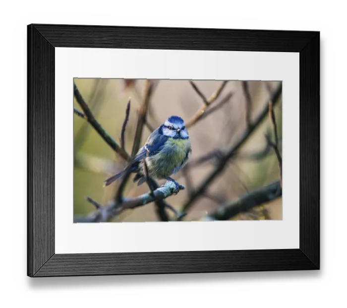 Framed Print : Eurasian Blue Tit (Cyanistes caeruleus) in winter time