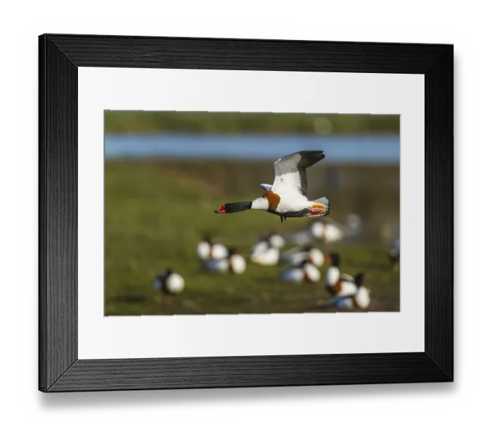 Framed Print : Common Shelduck, Tadorna tadorna