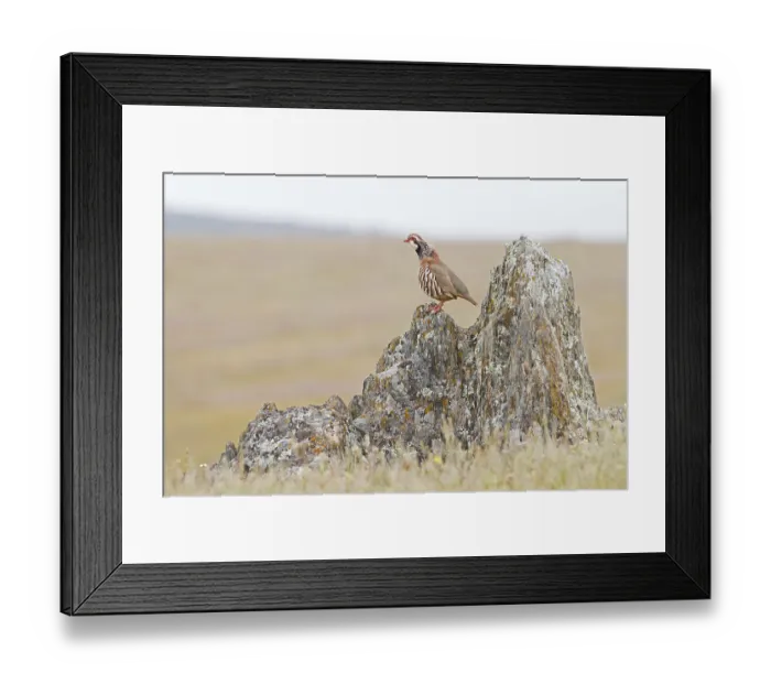 Framed Print : Partridge (Alectoris rufa), male