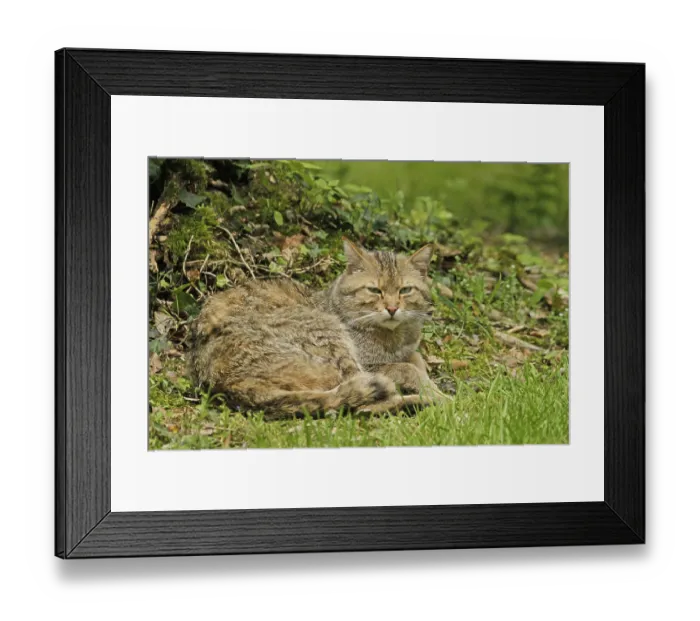 Framed Print : Wildcat (Felis silvestris), Bad Mergentheim