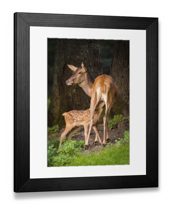 Framed Print : Young roe deer calf sucking on mother deer in the forest