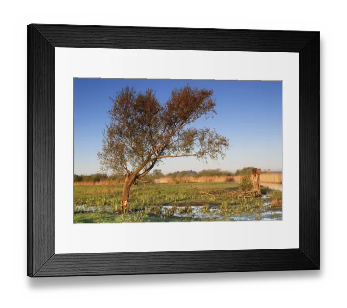 Framed Print : Wetland biotope in the Peene valley Framed Print : Wetland biotope in the Peene valley