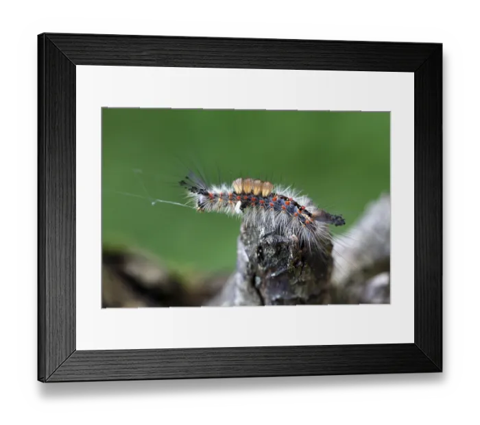 Framed Print : Blackthorn brush moth (Orgyia antiqua)
