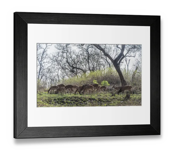 Framed Print : Chital (Axis axis), Tamil Nadu, India, Asia Framed Print : Chital (Axis axis), Tamil Nadu, India, Asia
