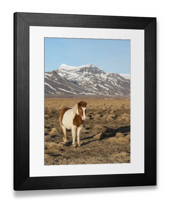 Framed Print : Icelandic horse (Equus islandicus) in front of snow-covered mountains