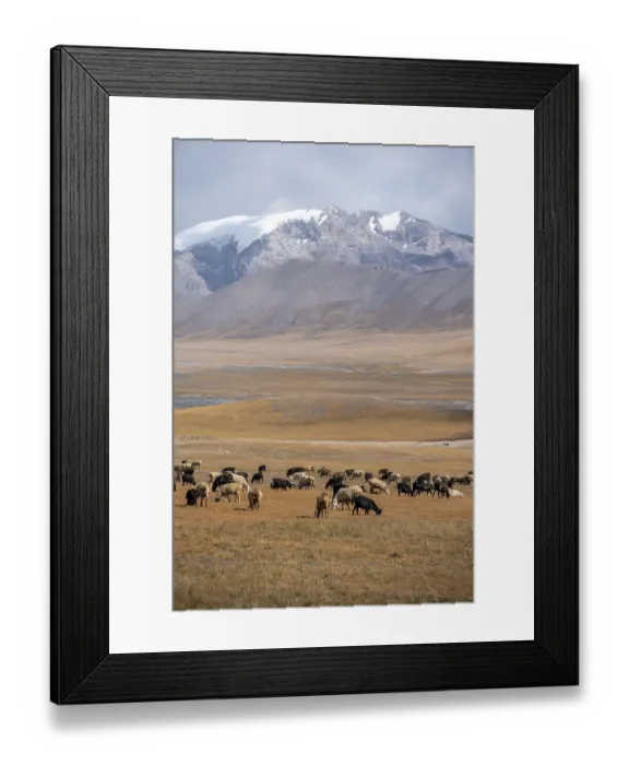 Framed Print : Herd of sheep, dramatic high mountains
