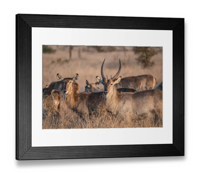 Framed Print : Elliptic waterbuck (Kobus ellipsipiprymnus) Framed Print : Elliptic waterbuck (Kobus ellipsipiprymnus)