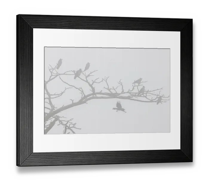 Framed Print : Hooded crow (Corvus cornix), several birds resting in a dead tree with fog