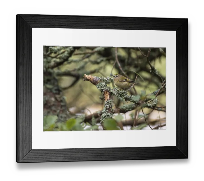 Framed Print : Goldcrest (Regulus regulus) on a branch overgrown with lichen