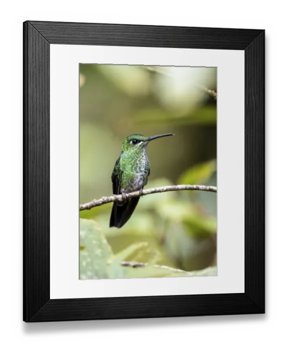 Framed Print : Green-crowned brilliant (Heliodoxa jacula)