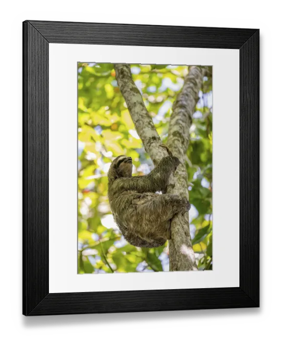 Framed Print : Brown-throated sloth (Bradypus variegatus) in a tree