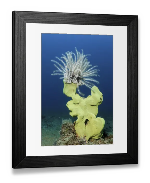 Framed Print : Feather star (Comaster alternans) sitting on elephant ear sponge (Ianthella basta) Framed Print : Feather star (Comaster alternans) sitting on elephant ear sponge (Ianthella basta)