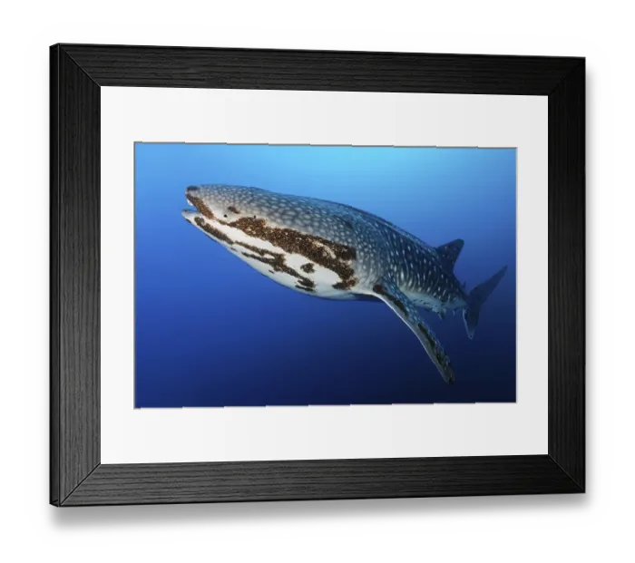 Framed Print : Whale shark (Rhincodon typus), in blue water