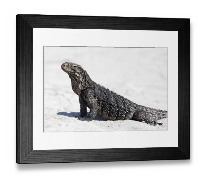 Framed Print : Green iguana (Iguana iguana) on the beach of Anclita