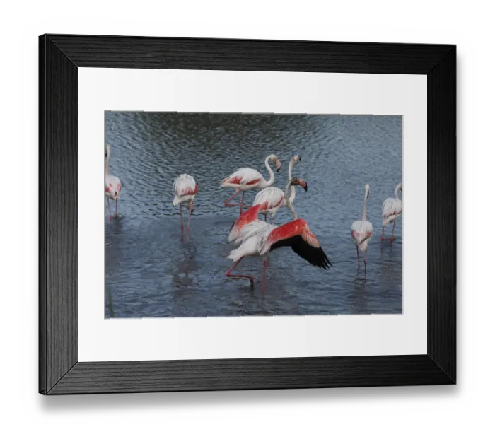 Framed Print : Flamingos in the Carmague, Bouches-du-Rhone Framed Print : Flamingos in the Carmague, Bouches-du-Rhone