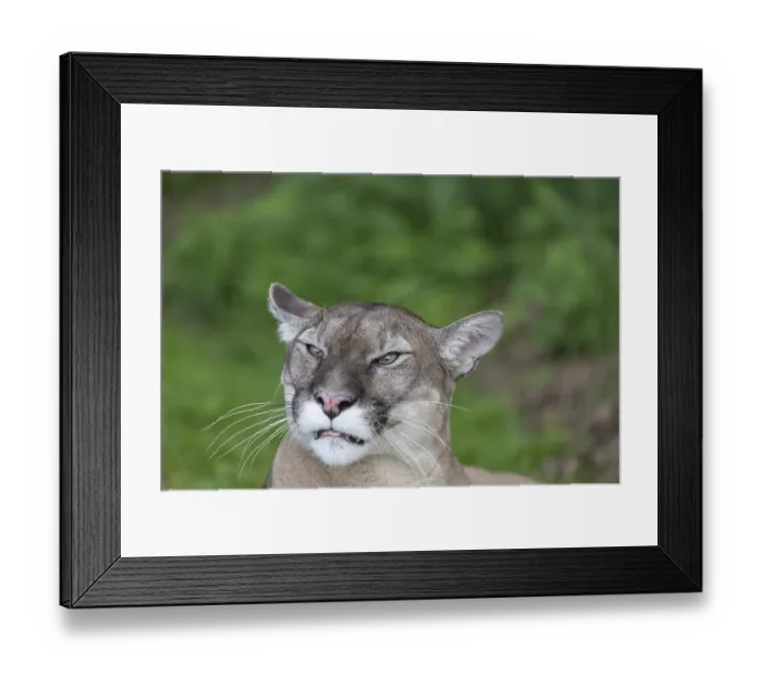 Framed Print : One male cougar, Puma concolor Framed Print : One male cougar, Puma concolor