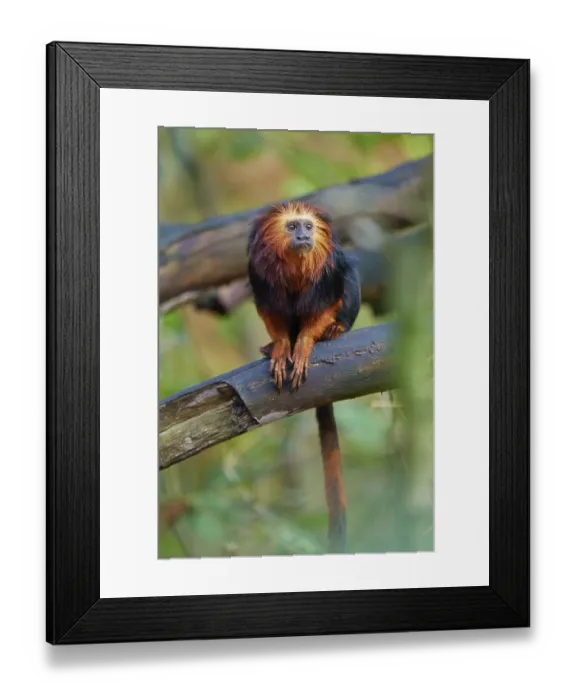 Framed Print : Golden-headed lion tamarin (Leontopithecus chrysomelas)