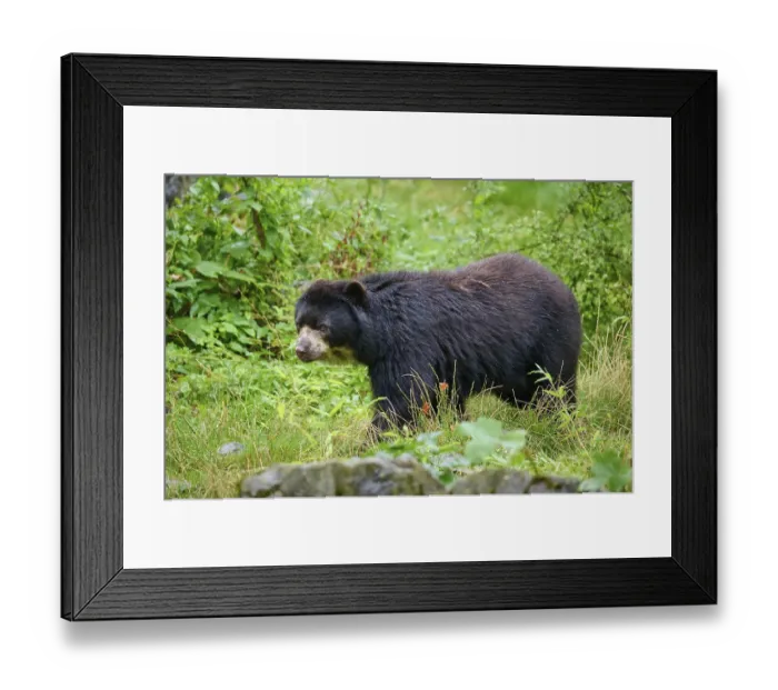 Framed Print : Spectacled bear (Tremarctos ornatus) Framed Print : Spectacled bear (Tremarctos ornatus)