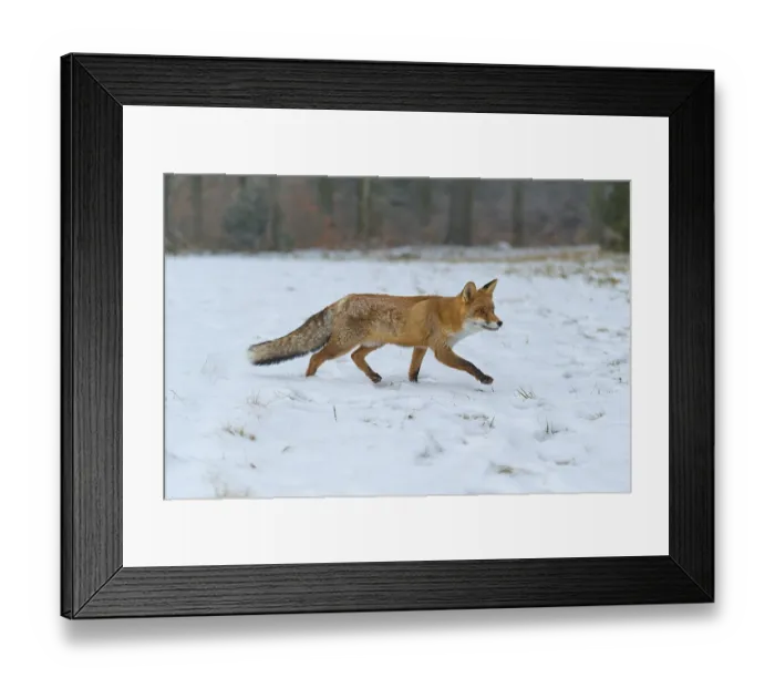 Framed Print : Red fox (Vulpes vulpes), running on a snowy meadow Framed Print : Red fox (Vulpes vulpes), running on a snowy meadow