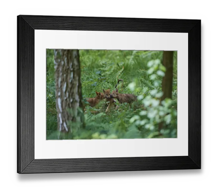 Framed Print : Gray wolf (Canis lupus), three puppies playing in the forest