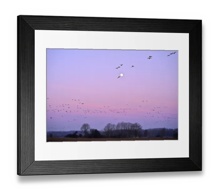 Framed Print : White-fronted goose (Anser albifrons)