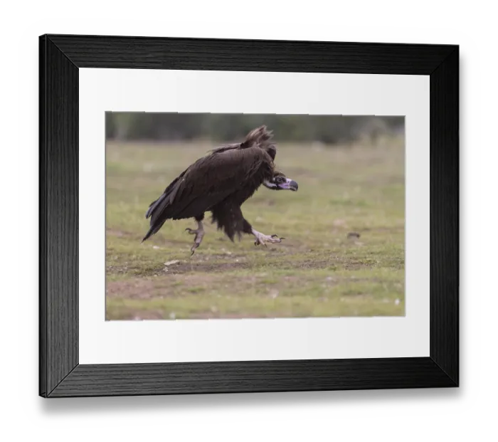 Framed Print : Cinereous vulture (Aegypius monachus) Framed Print : Cinereous vulture (Aegypius monachus)
