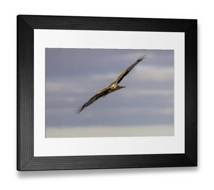 Framed Print : Red Kite (Milvus milvus) in flight Framed Print : Red Kite (Milvus milvus) in flight
