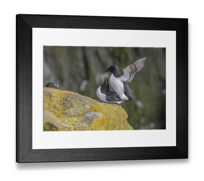 Framed Print : Razorbill (Alca torda), copulation Framed Print : Razorbill (Alca torda), copulation