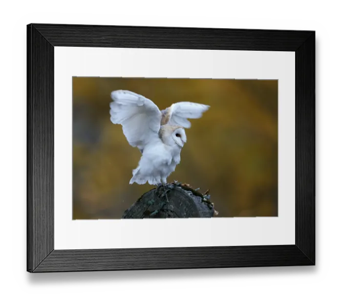 Framed Print : Common barn owl (Tyto alba), on a gravestone
