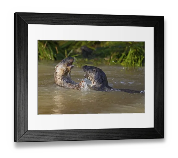 Framed Print : Two young european otter (Lutra lutra) Framed Print : Two young european otter (Lutra lutra)