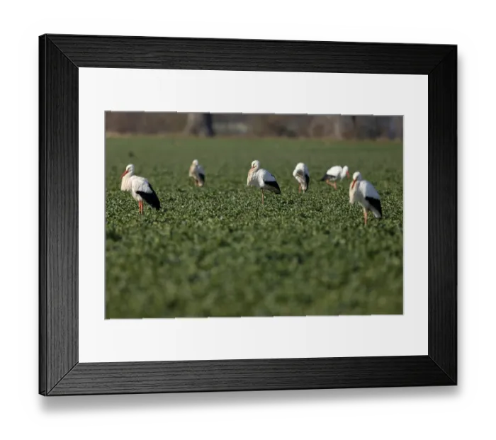 Framed Print : White stork (Ciconia ciconia) Storks standing in a field Framed Print : White stork (Ciconia ciconia) Storks standing in a field
