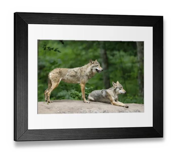 Framed Print : European gray wolf (Canis lupus)