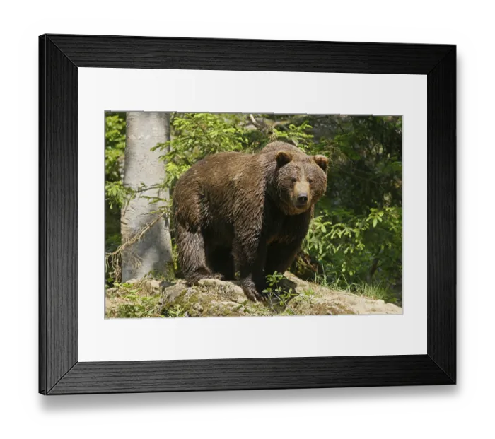 Framed Print : Brown bear (Ursus arctos) on a rock