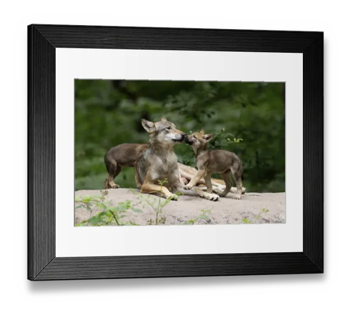 Framed Print : European gray wolf (Canis lupus) alpha wolf with pups Framed Print : European gray wolf (Canis lupus) alpha wolf with pups