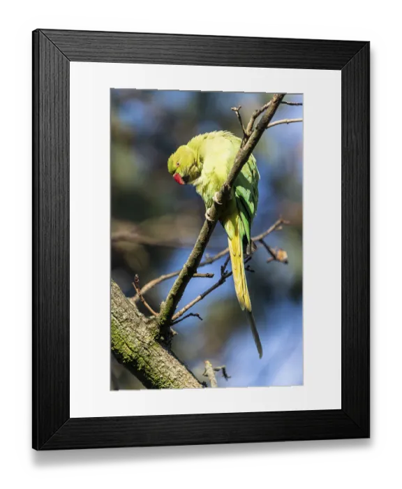 Framed Print : Rose-ringed parakeet (Psittacula krameri) on a branch Framed Print : Rose-ringed parakeet (Psittacula krameri) on a branch