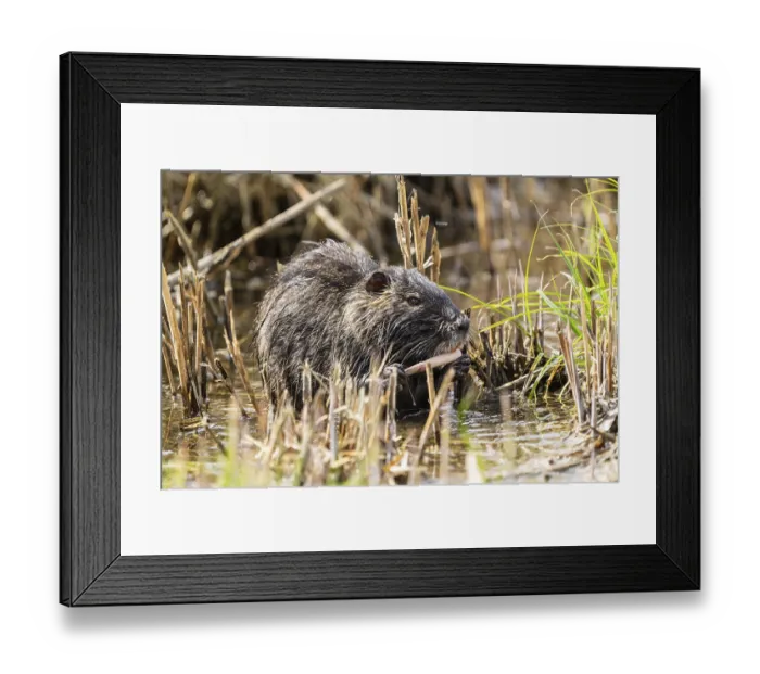 Framed Print : Nutria (Myocastor coypus), beaver rat Framed Print : Nutria (Myocastor coypus), beaver rat