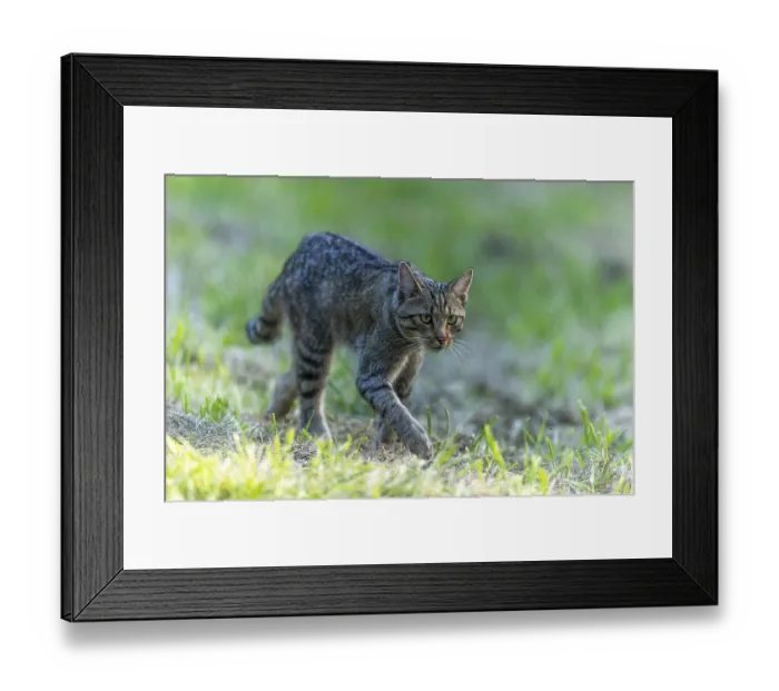 Framed Print : A wildcat creeps concentrated through a green meadow