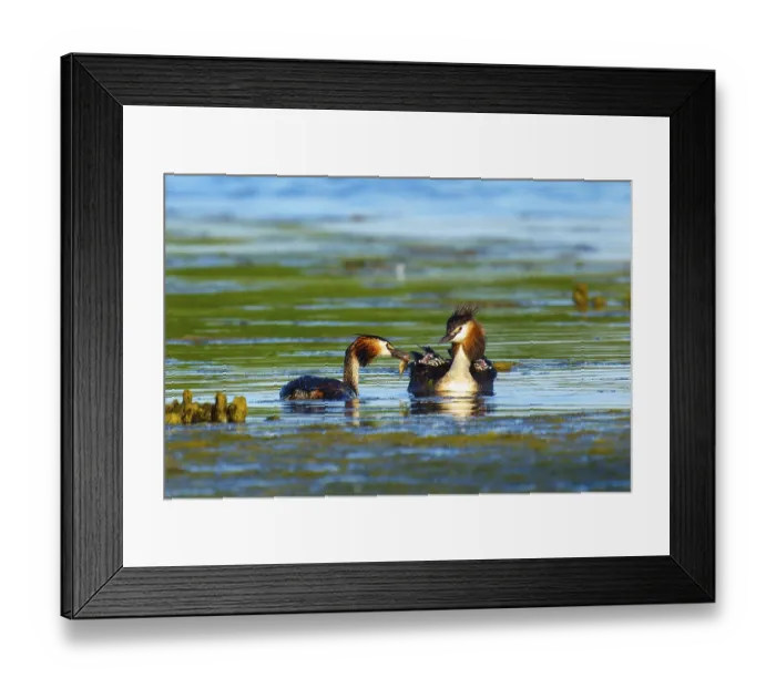Framed Print : Great Crested Grebe, (Podiceps Scalloped ribbonfish)
