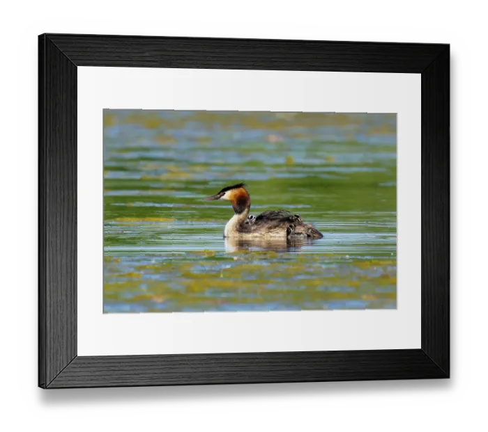 Framed Print : A solitary great crested grebe swimming in still water
