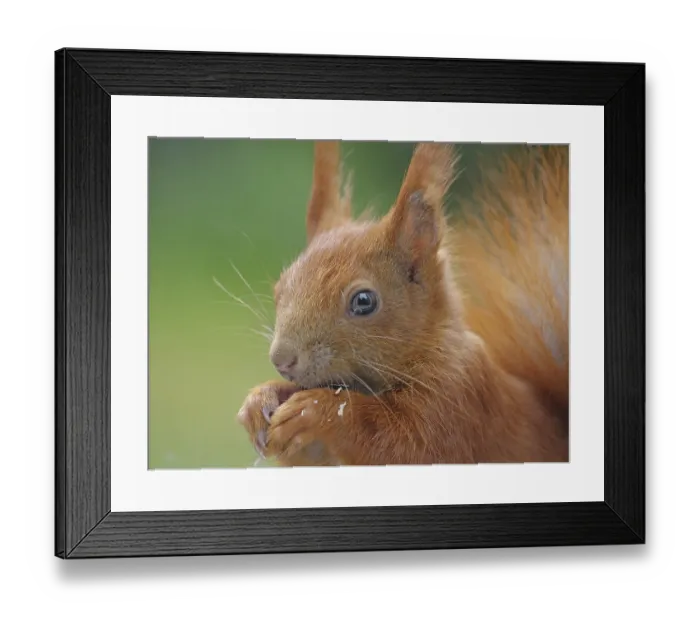 Framed Print : Eurasian red squirrel (Sciurus vulgaris) eats