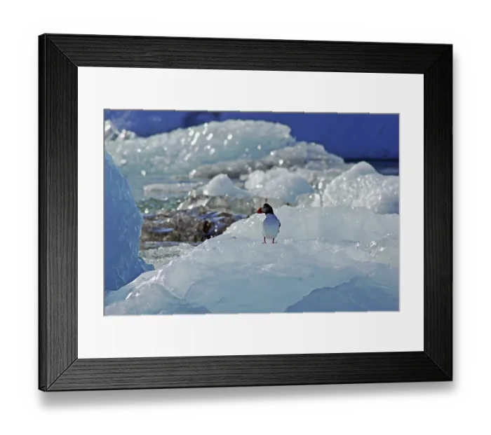 Framed Print : Puffin on an iceberg, Joekulsarlon glacier lagoon