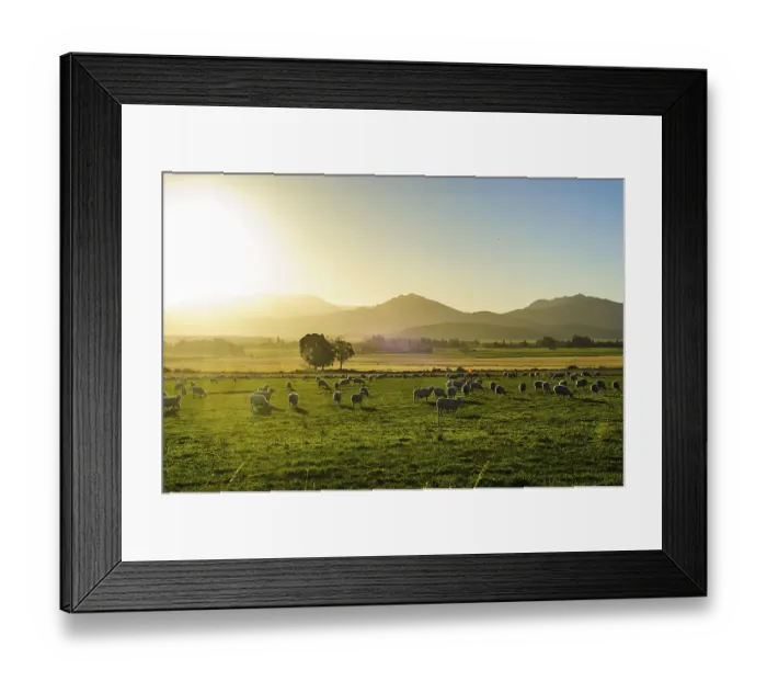 Framed Print : Sheeps grazing at sunset, near Queenstown Framed Print : Sheeps grazing at sunset, near Queenstown