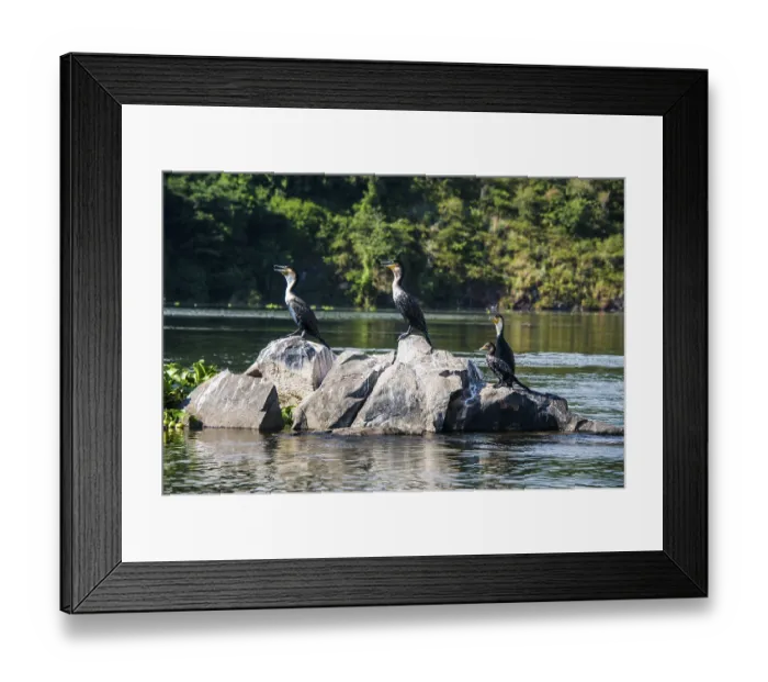 Framed Print : White-breasted Cormorans (Phalacrocorax lucidus) sitting on a tree on a little island at the source of the Nile Framed Print : White-breasted Cormorans (Phalacrocorax lucidus) sitting on a tree on a little island at the source of the Nile