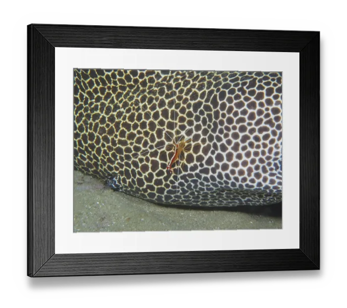 Framed Print : Pacific cleaner shrimp (Lysmata amboinensis) on laced moray (Gymnothorax permistus)