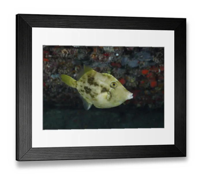 Framed Print : Brown filefish (Stephanolepis hispidus)
