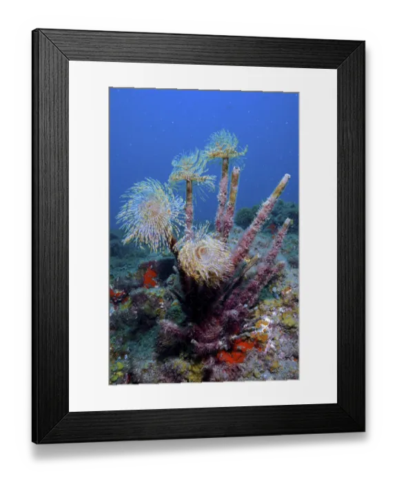 Framed Print : Mediterranean fanworm (Sabella spallanzanii)