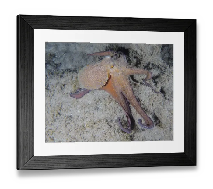 Framed Print : Common Octopus (Octopus vulgaris) Framed Print : Common Octopus (Octopus vulgaris)